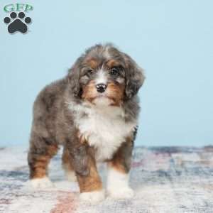 Benson, Mini Bernedoodle Puppy